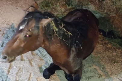 Manisa'da yılkı atı tedavi sonrası yeniden doğal yaşamda