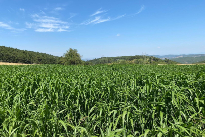 BALIKESİR’DE ÜRETİCİLERE HİBEYLE VERİLEN TOHUMLAR HASAT EDİLECEK