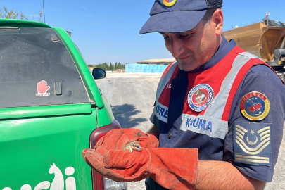 Jandarma nesli tehlike altında olan Yediuyur yavrusunu kurtardı