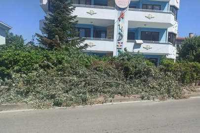 Çamlıca Mahallesi’nde kesilen ağaçlar trafiği engelliyor