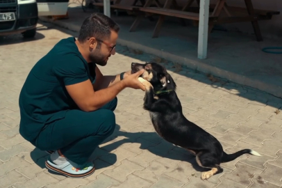 BANDIRMA'DA YARALI SOKAK KÖPEĞİ TEMİZLİK PERSONELİ TARAFINDAN KURTARILDI