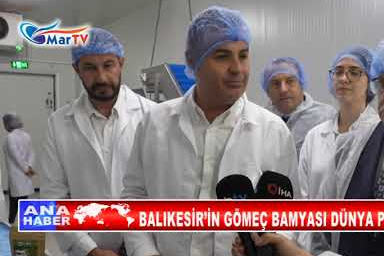 BALIKESİR'İN GÖMEÇ BAMYASI DÜNYA PAZARINDA