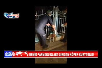 DEMİR PARMAKLIKLARA SIKIŞAN KÖPEK KURTARILDI