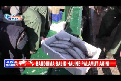 BANDIRMA BALIK HALİNE PALAMUT AKINI