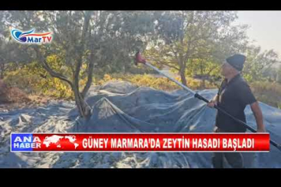 GÜNEY MARMARA’DA ZEYTİN HASADI BAŞLADI