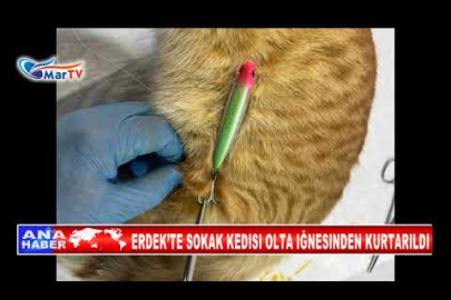 ERDEK’TE SOKAK KEDISI OLTA IĞNESINDEN KURTARILDI