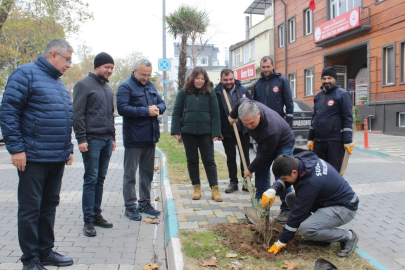 SUSURLUK’TA YENİ ZEYTİN FİDANLARI TOPRAKLA BULUŞTU